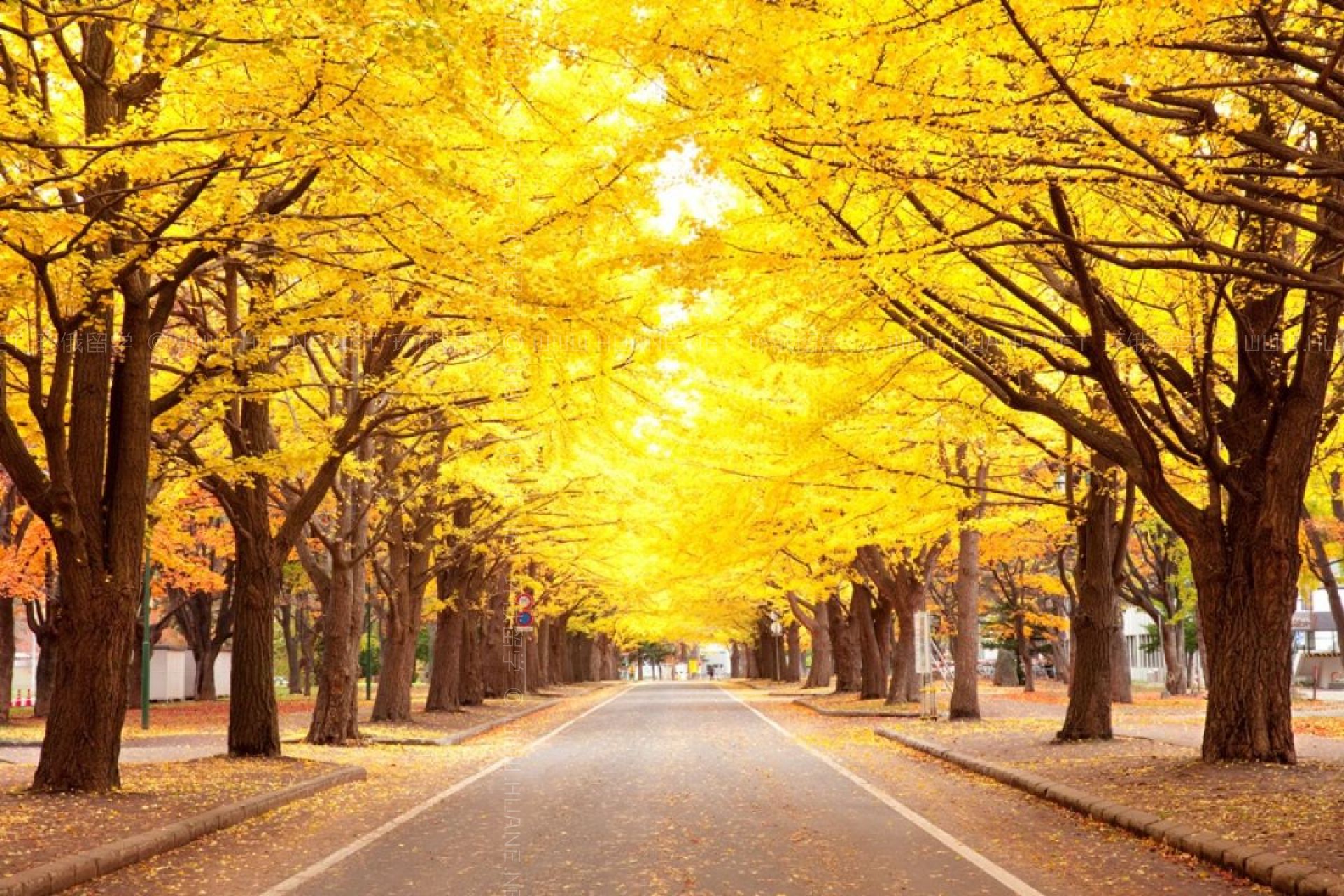 北海道大學(xué)