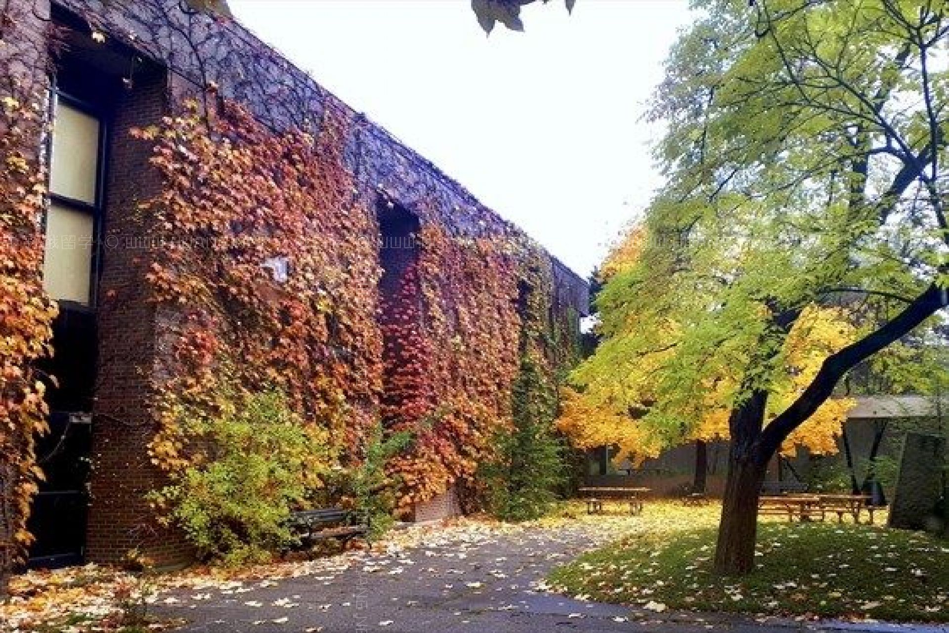 約克大學